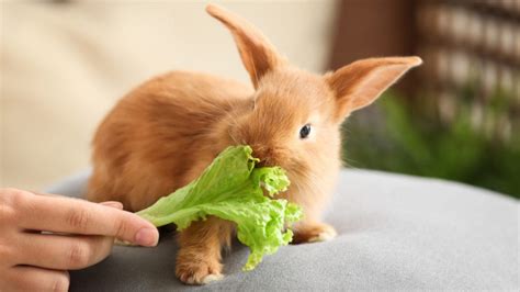 observe produce rabbit